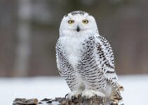 Snowy Owl
