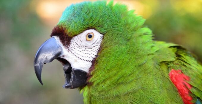How to stop a bird from screaming when you leave the room