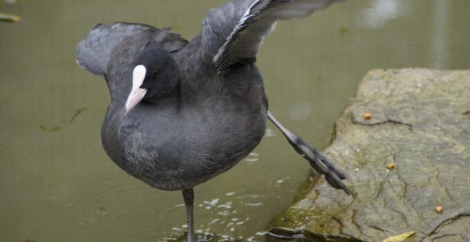Why Do Birds Stretch One Wing and One Leg