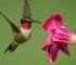 Hummingbird