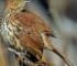 Brown Thrasher