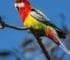 Rosella