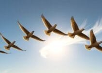 Why Do Birds Flock Together Why Do Birds Flock Together