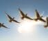 Why Do Birds Flock Together