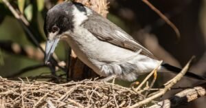 butcher bird building nest