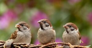 butcher bird building nest