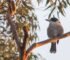 Butcher Bird