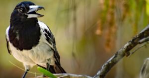 butcher bird in tree